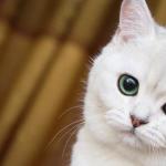 Белая кошка сонник миллера